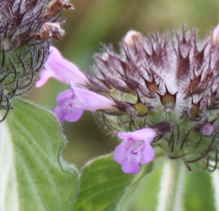 Clinopodium vulgare